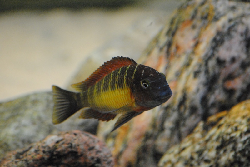 Tropheus moorii 'Kasanga'